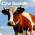 牛的声音 Cow Sounds