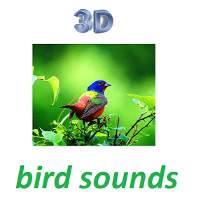 3D鸟的声音