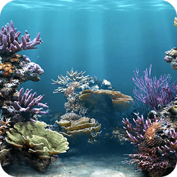 My Personal Aquarium Wallpaper