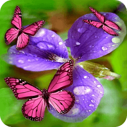 花和粉红的蝴蝶