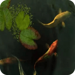 Beautiful Koi Fishes In Pond