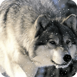 Wolf in snow