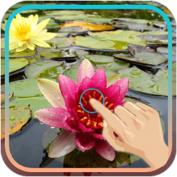 Magic Touch : Water Lily