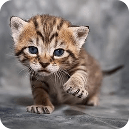 300 Free Funny Cat Pictures HD