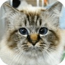 The Talking Maine Coon Cat
