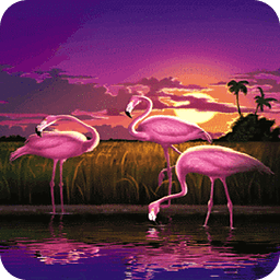 Evening Swans Live Wallpaper