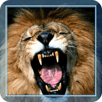 Savanna Lion HD live wallpaper