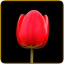 Tulip Flower Live Wallpapers