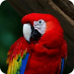 Parrot HD LWP Lite