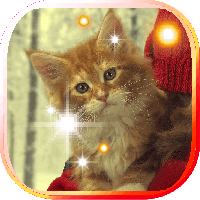 Pet Kitty photo Live Wallpaper