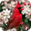 Beautiful Birds Game