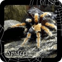 Free Spider HD Live Wallpaper