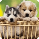 Cute Puppy Wallpapers HD