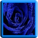 Blue Rose LWP