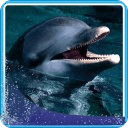 Dolphin Racing Live Wallpaper