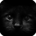 BLACK CATS HD WALLPAPER