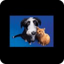 CAT and DOG Ringtones