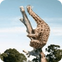 Funny animals jigsaw puzzles