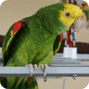 Amazing Talking Amazon Parrot