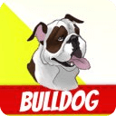 English Bulldog