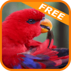 Save Bubble The Bird Free Game