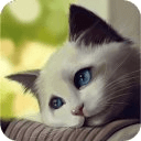 Cute Cat Cut Puzzle Game