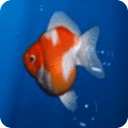 Aquarium Goldfish LIVE WALLPAP