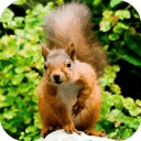 Annoying Talking Squirrel