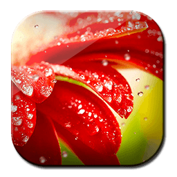 Galaxy S4 Red Flower HD