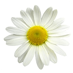 Daisy live wallpaper