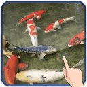 Koi Fish Magic Touch Free LWP