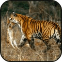 tigers escape