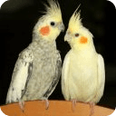 The Talking Cockatiel Parrot