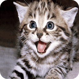 cute cats wallpapers