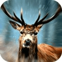 deer wild hunting 2014
