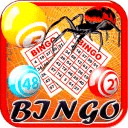 Bingo Spider Fun Free Game