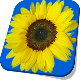 Sunflower Live Wallpaper Free