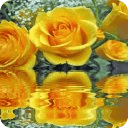 Butter Roses Live Wallpaper