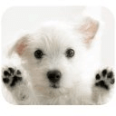 Cute Doggies HD LWP