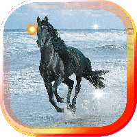 Horse Sea Beach live wallpaper