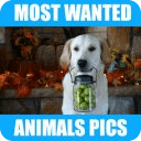 Most Wanted Animal Wallpapers