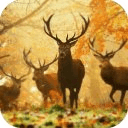 Deer Pro Hunter 2014