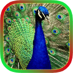 Peacock Feather Live Wallpaper