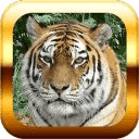 Tigers Puzzle Wallpapers