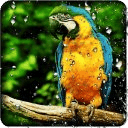 Parrot Live Wallpaper HD