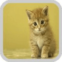 Kitty Playful (FREE)