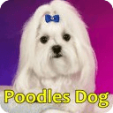 Poodles Dog