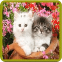 Cute Cat Jigsaw