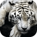 Rare white tiger Wallpapers