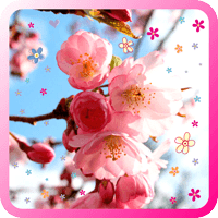 Sakura Garden live wallpaper